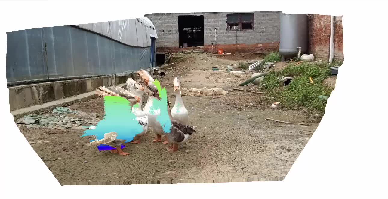 Ducks