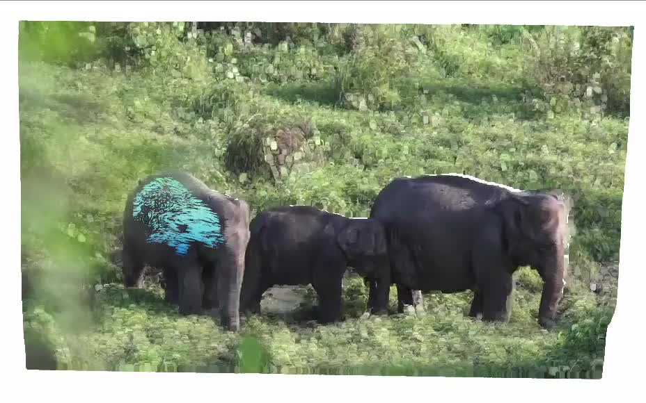 Elephants