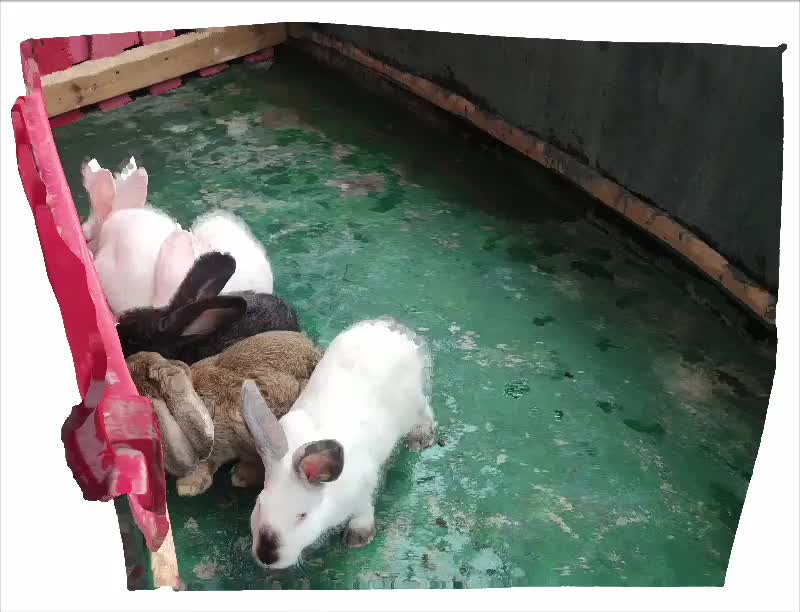 Rabbits