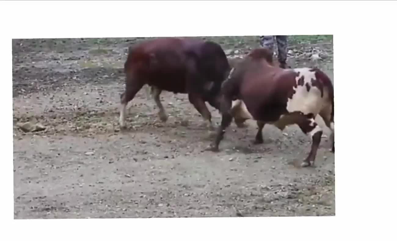Two Cows