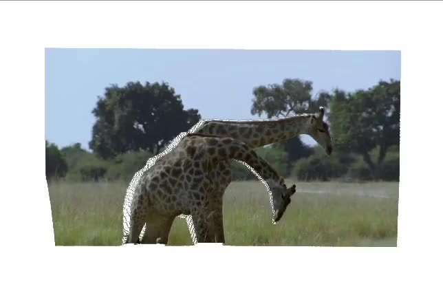 Two Giraffes